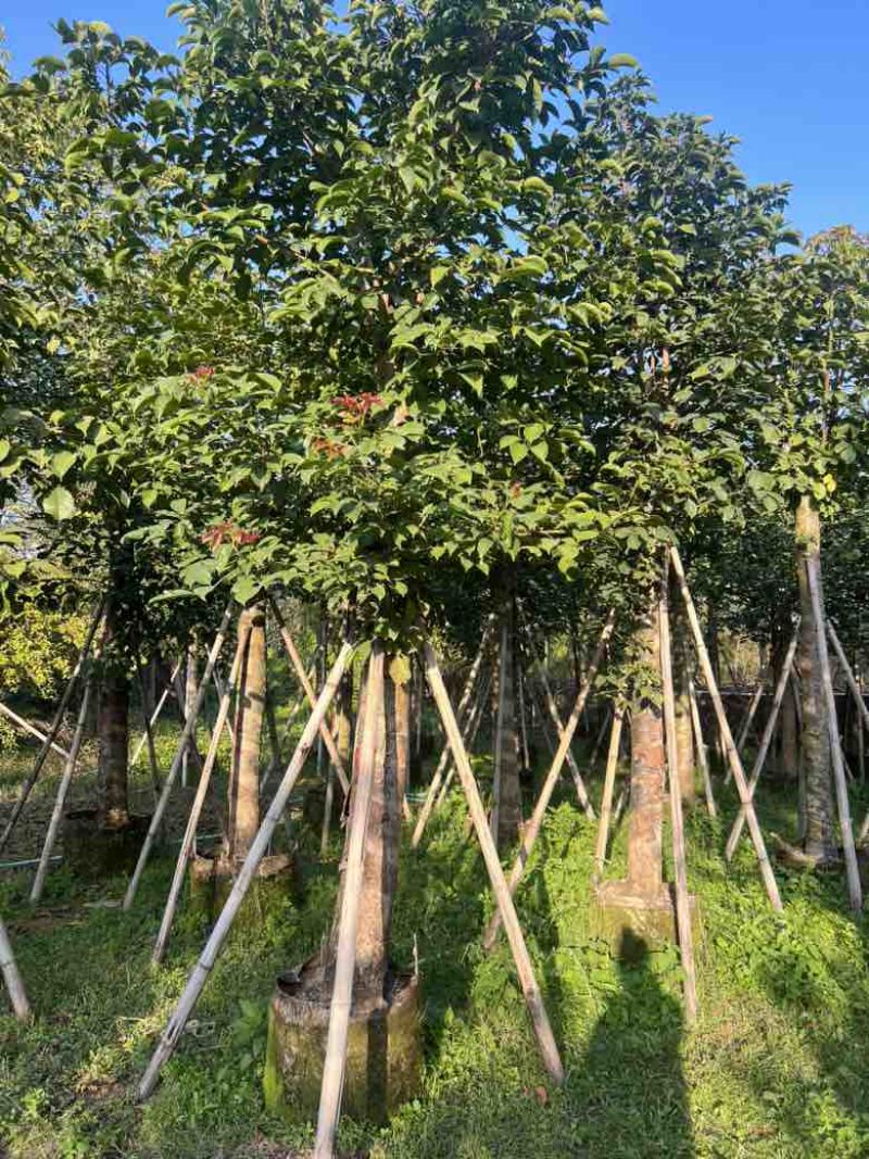 秋枫5-18分，各种规格，大量低价出售
