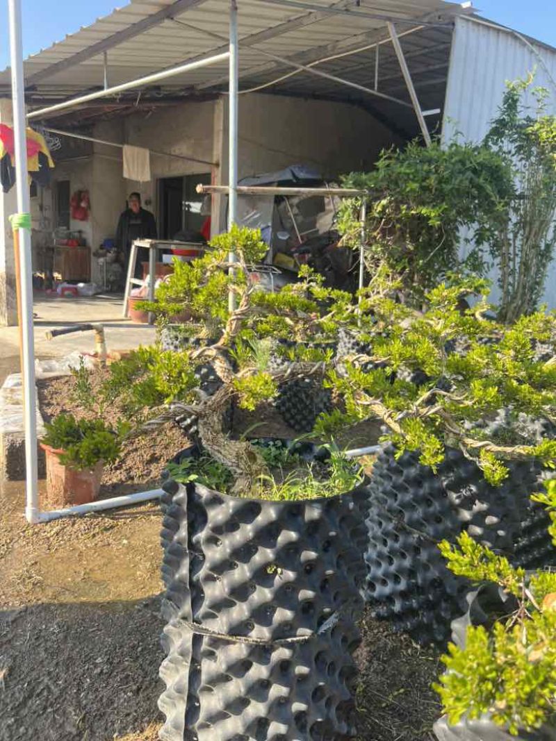 黄杨各种规格，大量低价出售