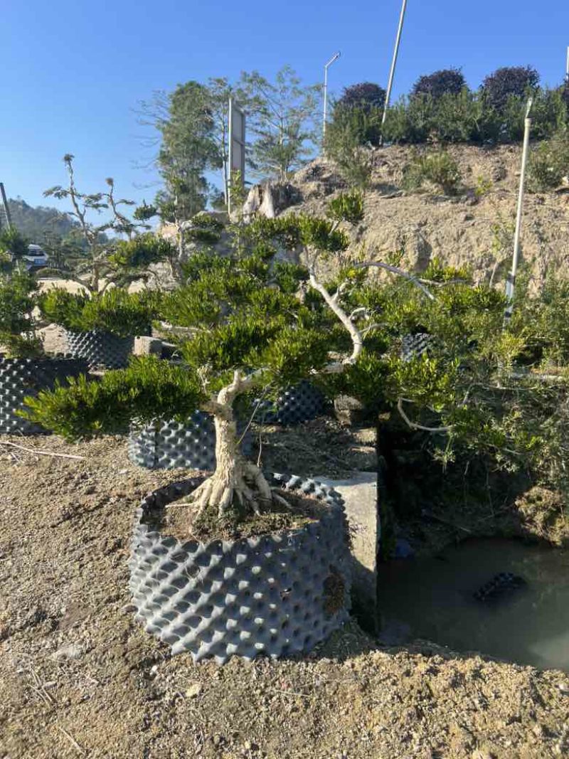 黄杨各种规格，大量低价出售