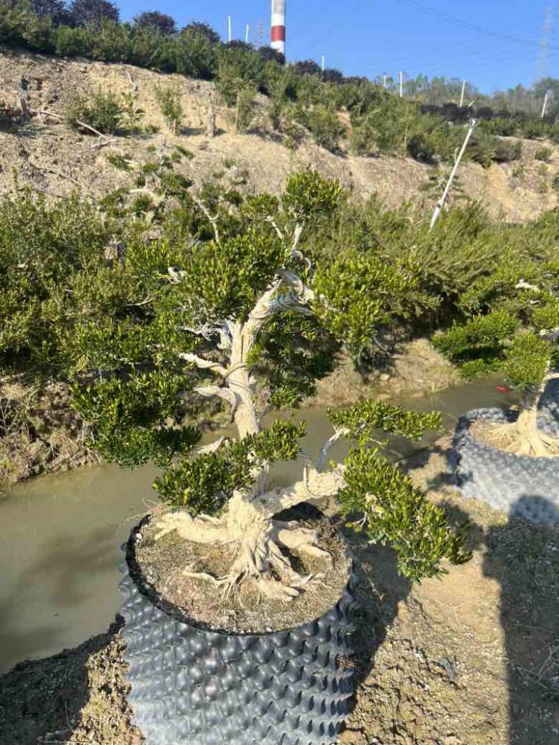 黄杨各种规格，大量低价出售