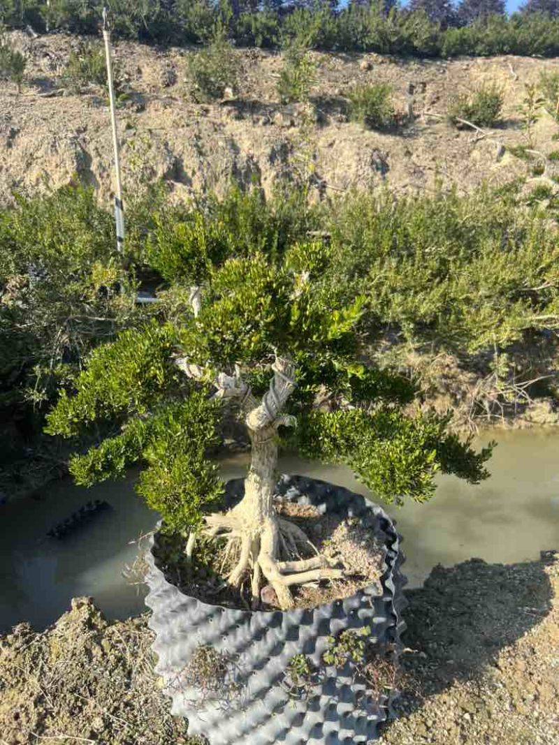 黄杨各种规格，大量低价出售