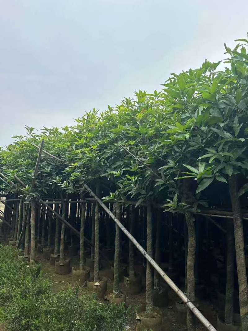 芒果3-15分，各种规格，大量低价出售