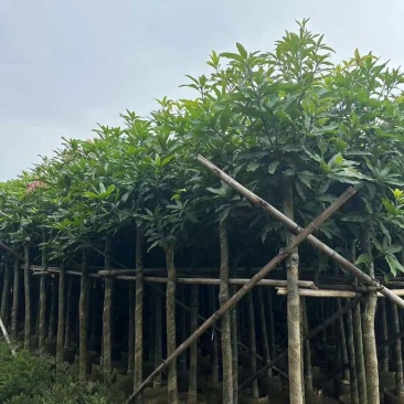 芒果3-15分，各种规格，大量低价出售