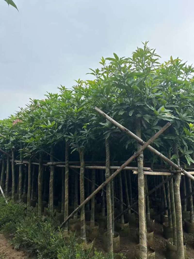 芒果3-15分，各种规格，大量低价出售