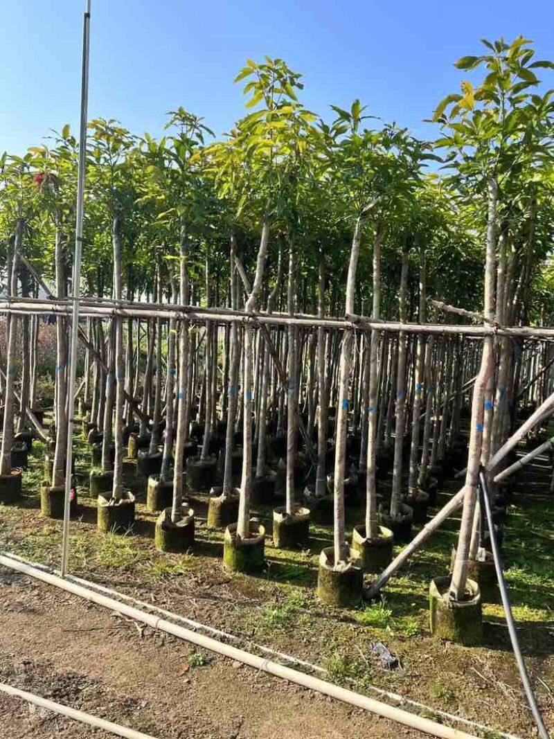 芒果3-15分，各种规格，大量低价出售