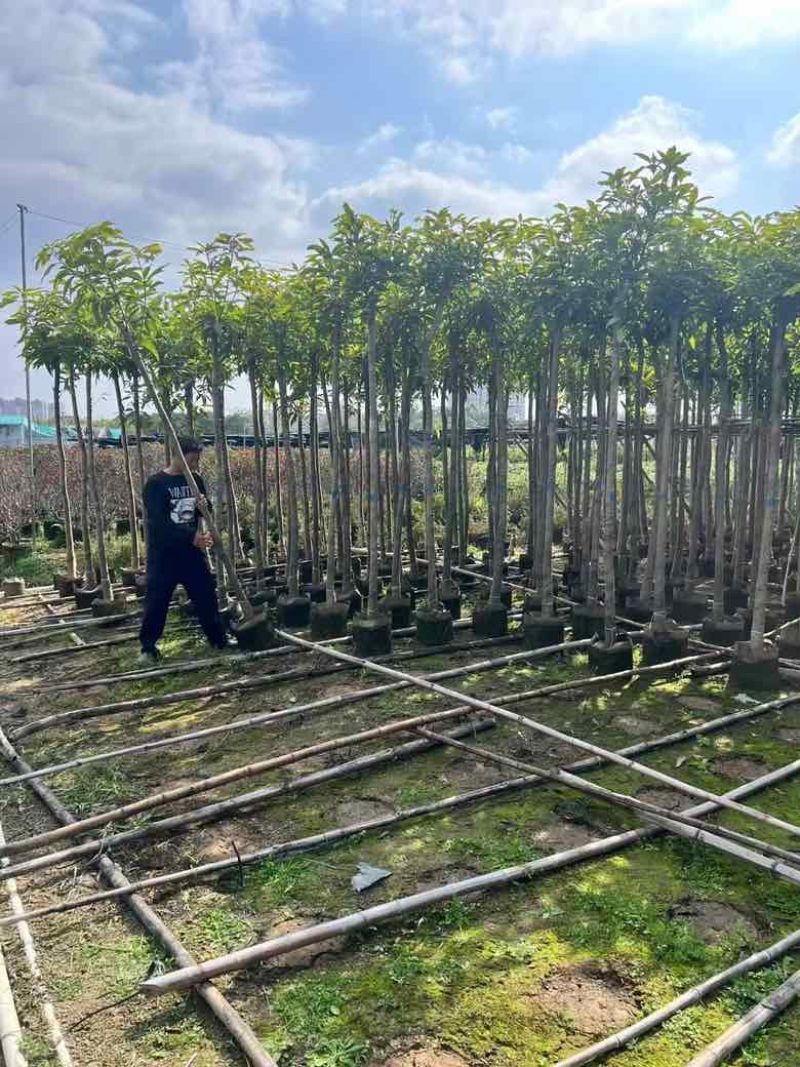 芒果3-15分，各种规格，大量低价出售