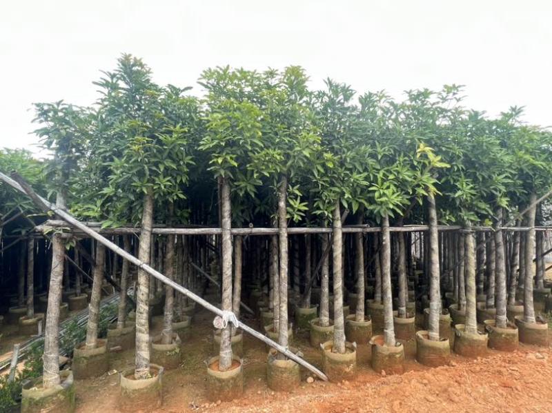 芒果3-15分，各种规格，大量低价出售