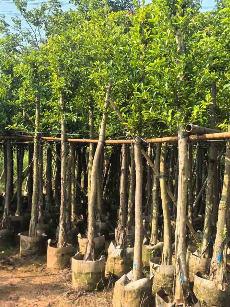 小叶榕5-20分，各种规格，大量低价出售