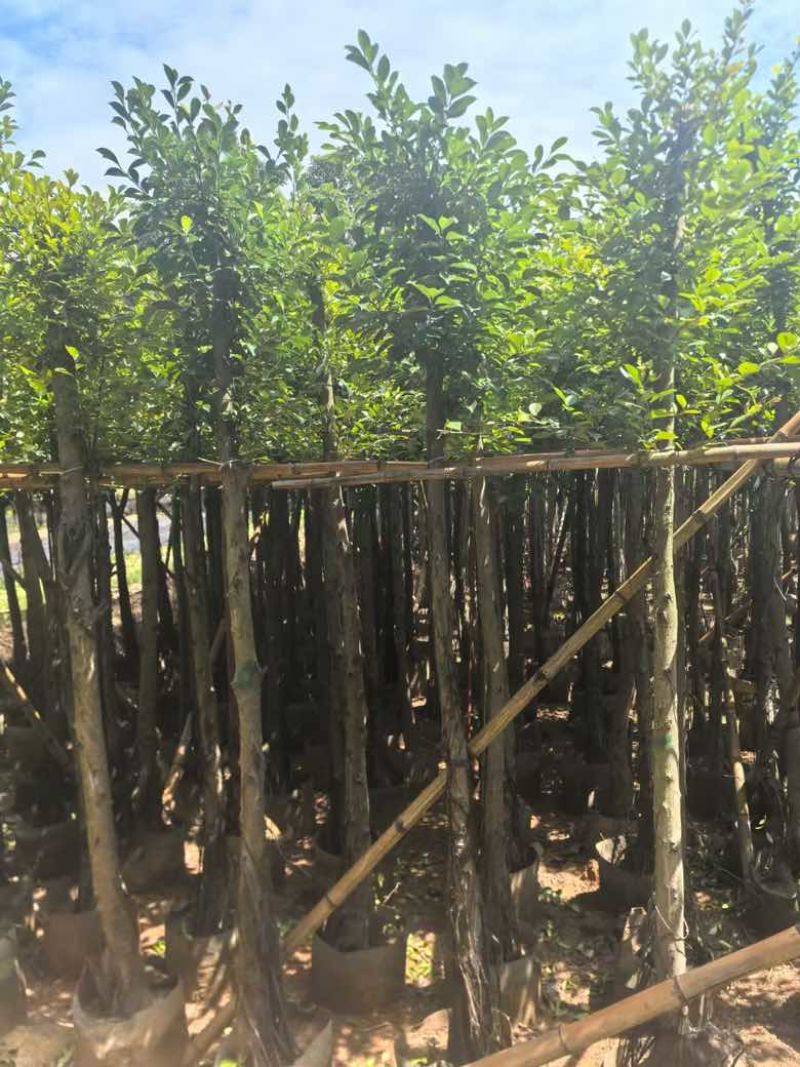 小叶榕5-20分，各种规格，大量低价出售