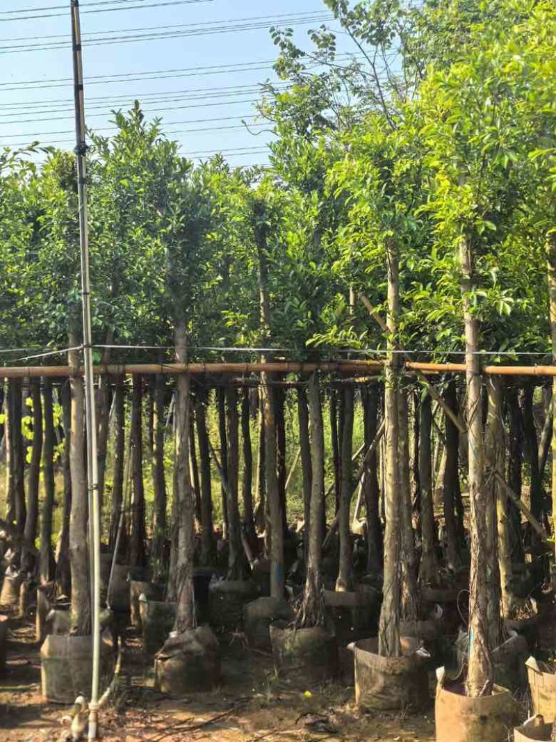 小叶榕5-20分，各种规格，大量低价出售