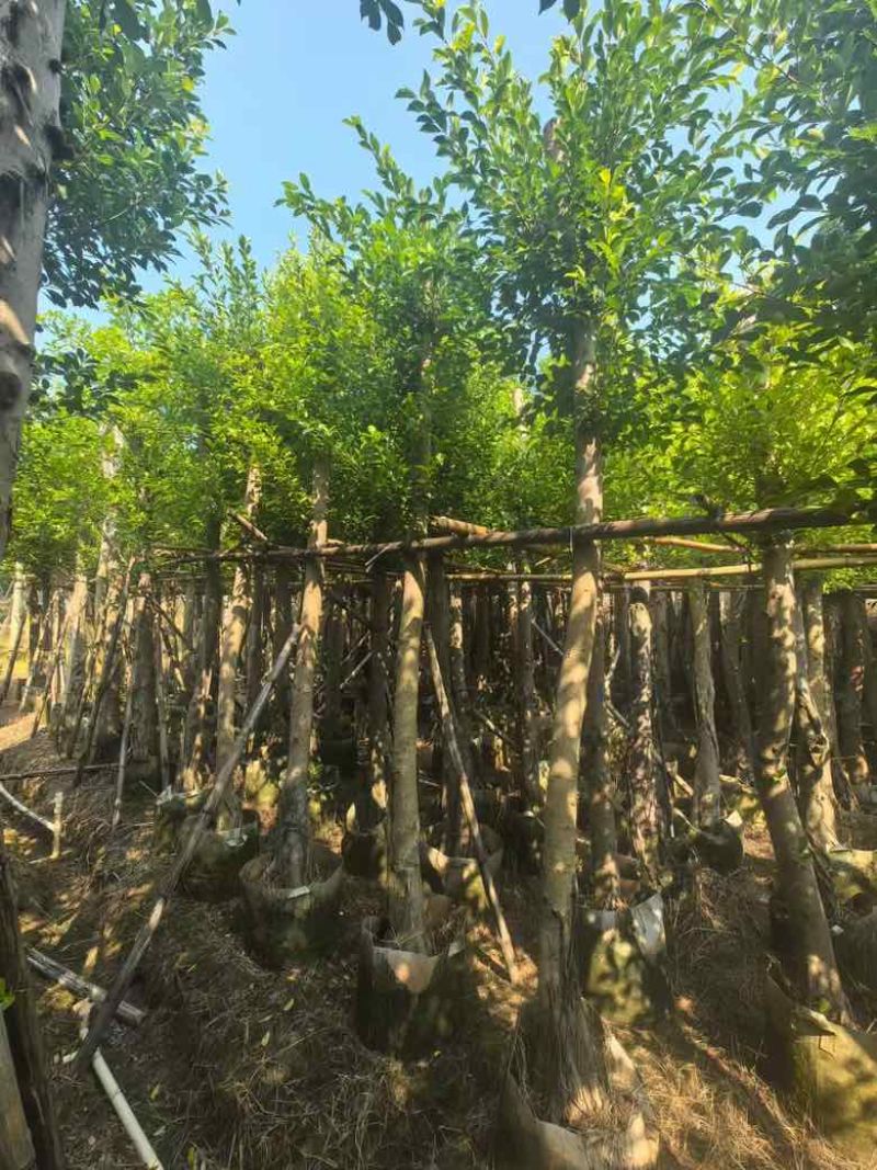 小叶榕5-20分，各种规格，大量低价出售