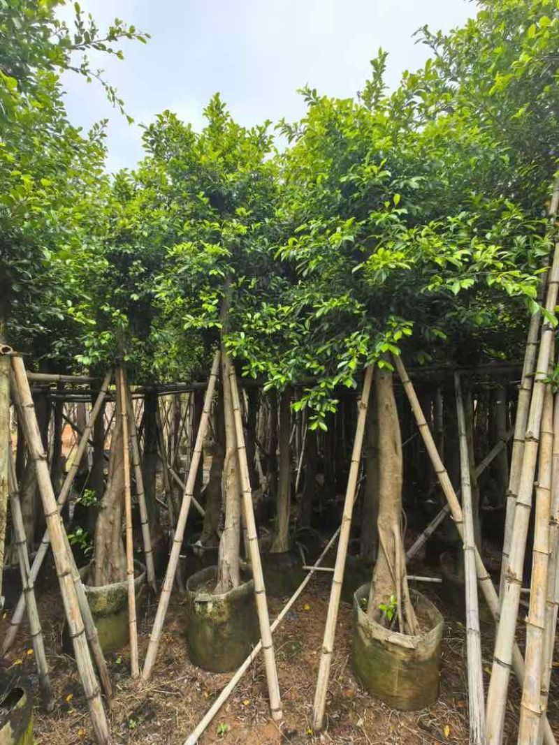 小叶榕5-20分，各种规格，大量低价出售