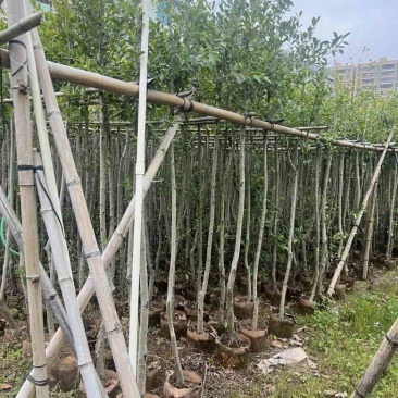 小叶榕5-20分，各种规格，大量低价出售
