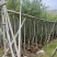 小叶榕5-20分，各种规格，大量低价出售