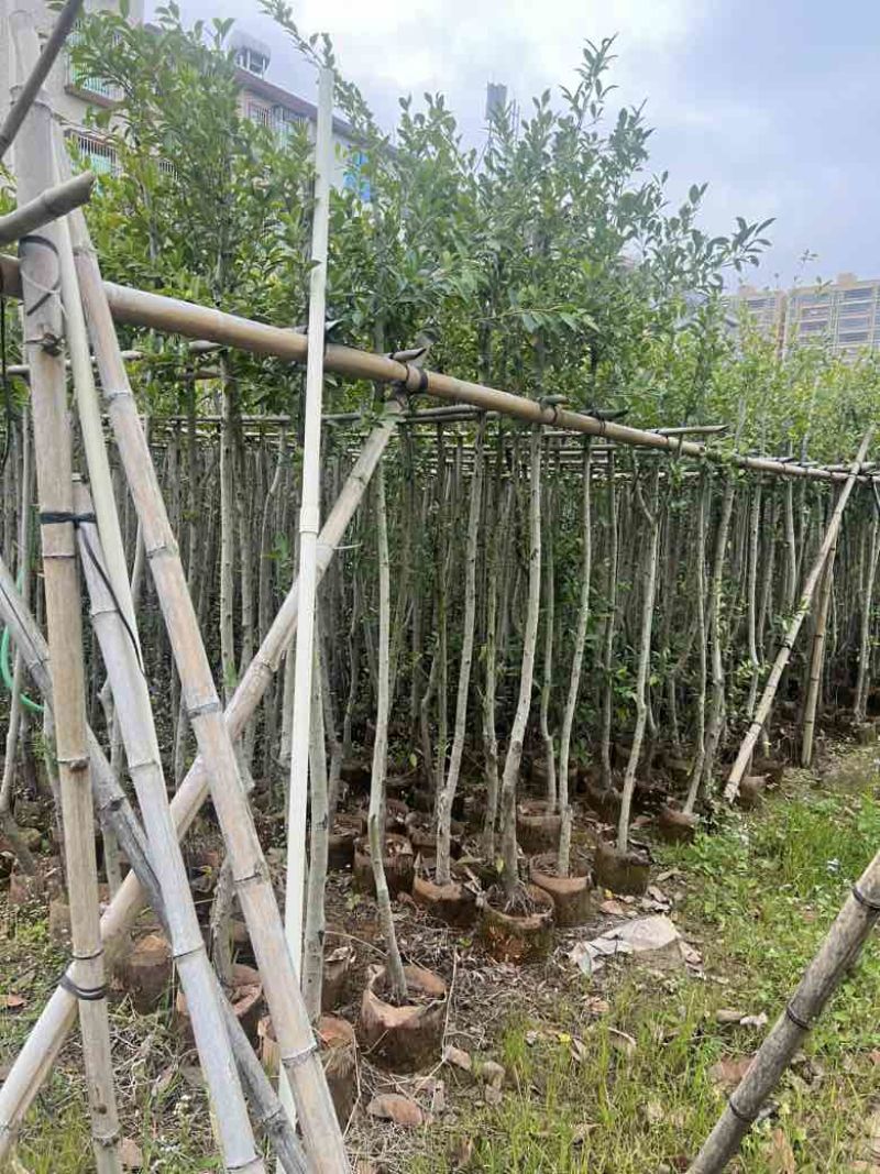 小叶榕5-20分，各种规格，大量低价出售