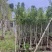 小叶榕5-20分，各种规格，大量低价出售
