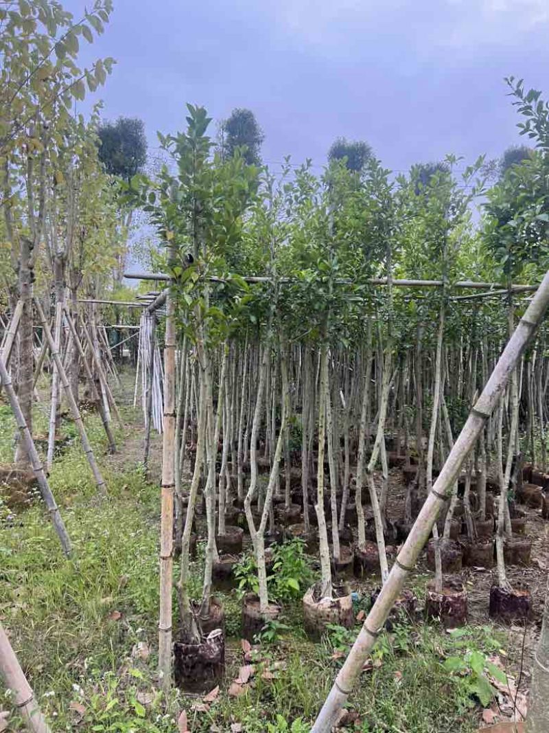 小叶榕5-20分，各种规格，大量低价出售
