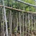 小叶榕5-20分，各种规格，大量低价出售
