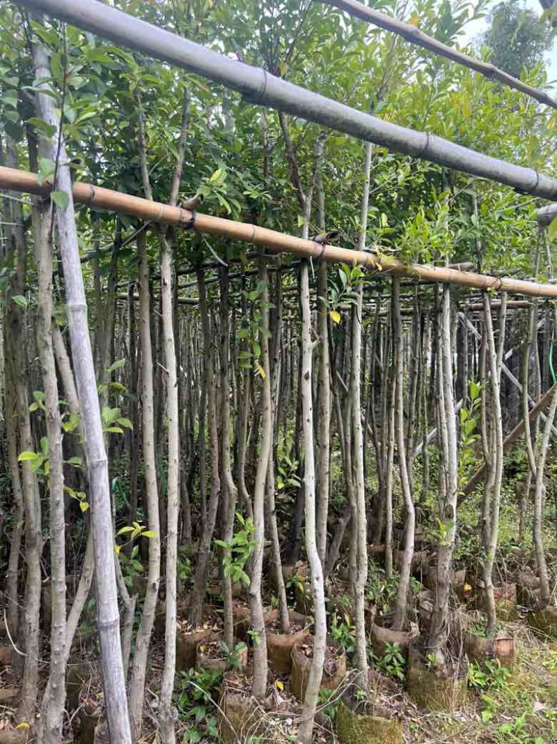 小叶榕5-20分，各种规格，大量低价出售
