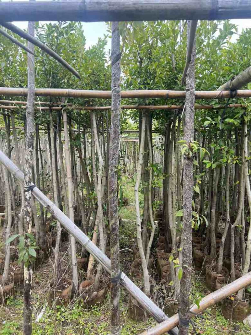 小叶榕5-20分，各种规格，大量低价出售