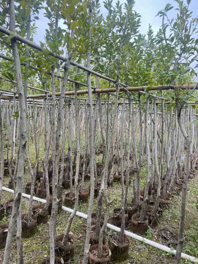 小叶榕5-20分，各种规格，大量低价出售