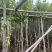 小叶榕5-20分，各种规格，大量低价出售