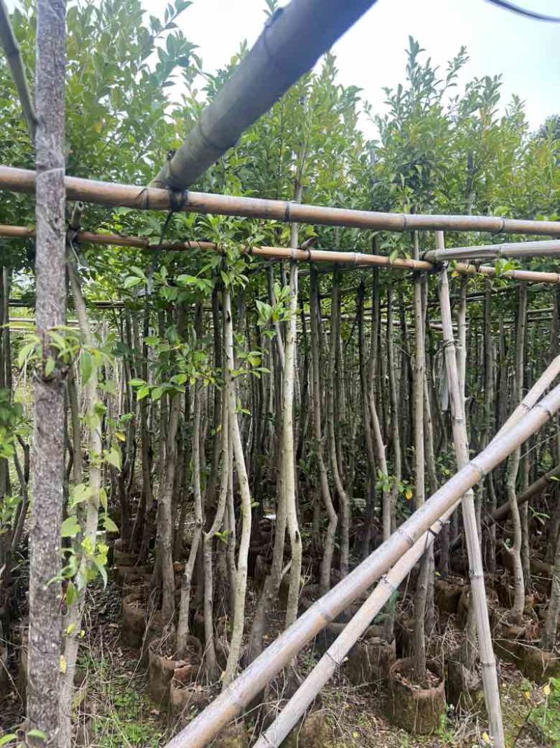 小叶榕5-20分，各种规格，大量低价出售