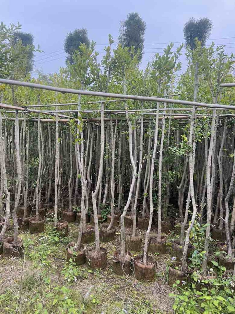 小叶榕5-20分，各种规格，大量低价出售