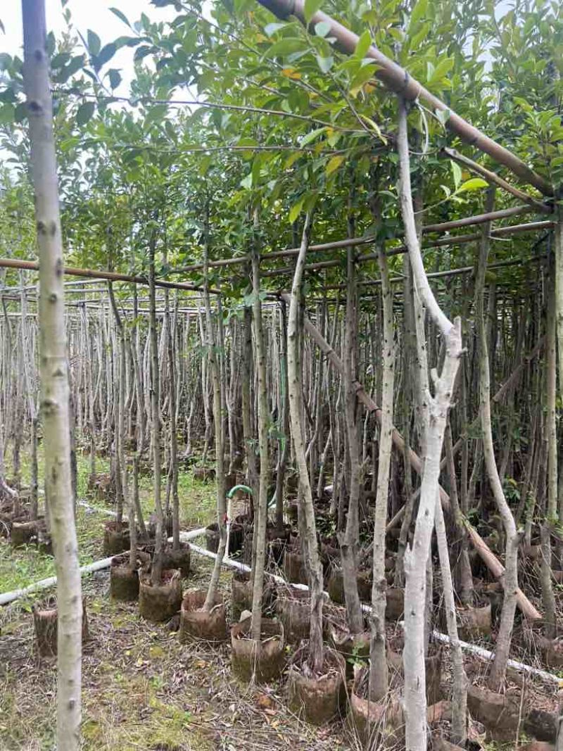 小叶榕5-20分，各种规格，大量低价出售