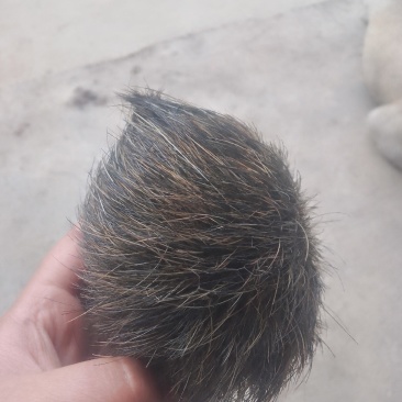 猪宝称为猪的胆结石