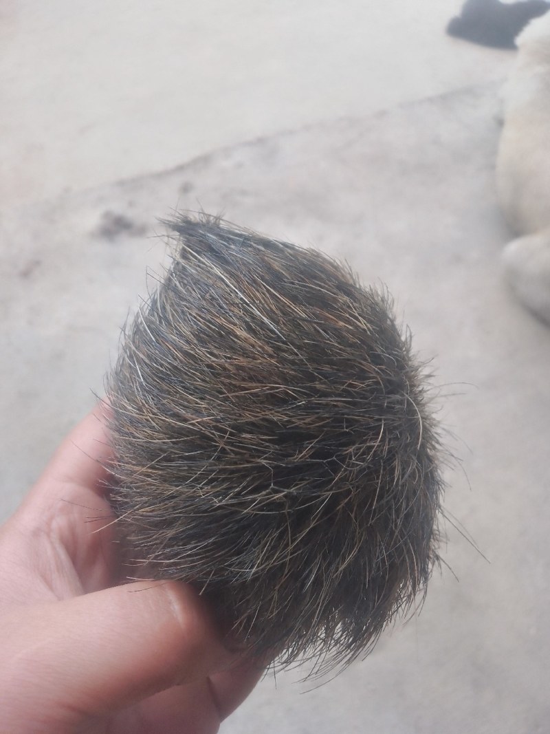 猪宝称为猪的胆结石