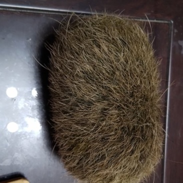 猪宝