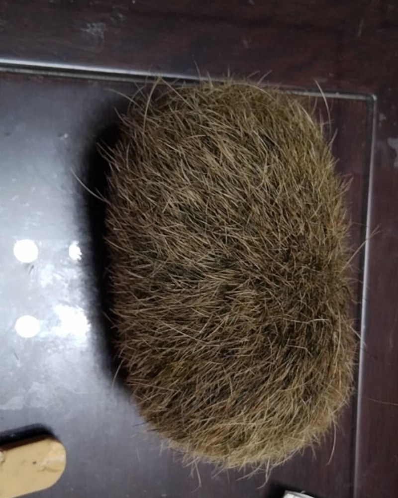 猪宝