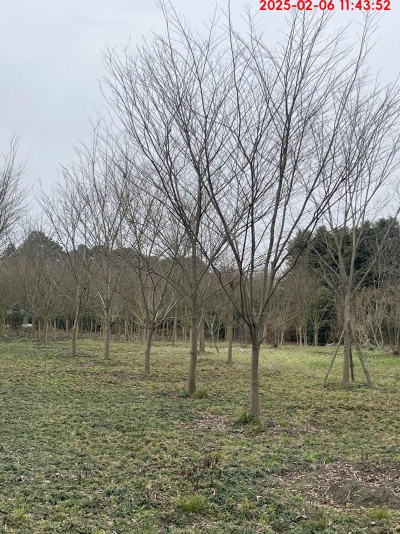 榉树