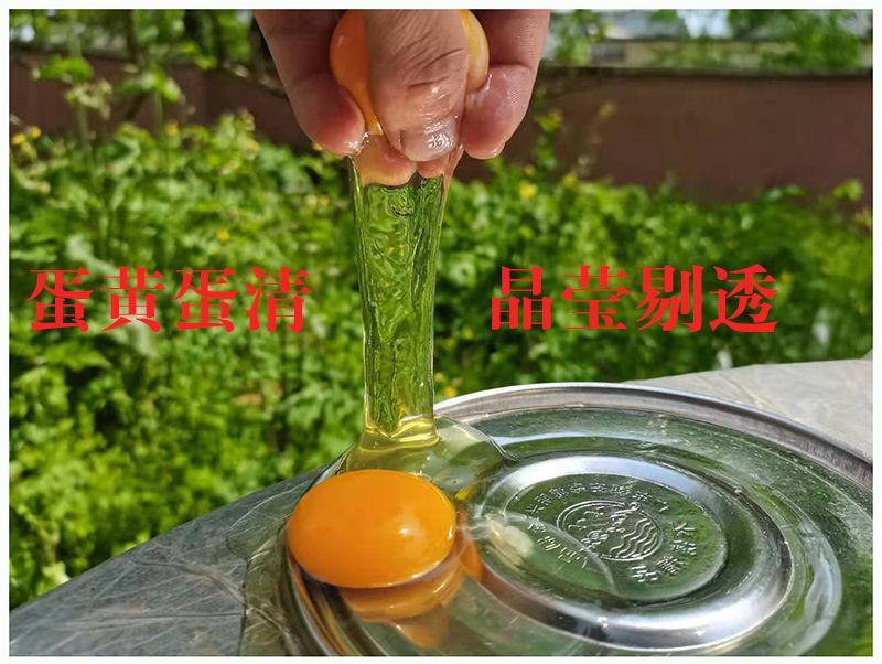鸽子蛋