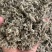 批发鼠尾草50斤/件统货带梗20元/斤***********