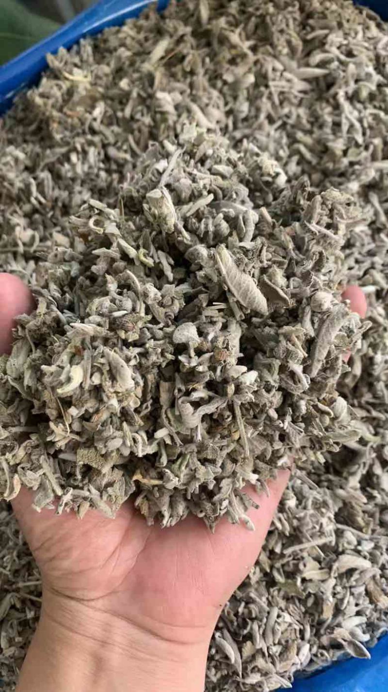 批发鼠尾草50斤/件统货带梗20元/斤***********