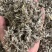 批发鼠尾草50斤/件统货带梗20元/斤***********