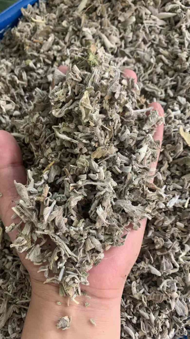 批发鼠尾草50斤/件统货带梗20元/斤***********