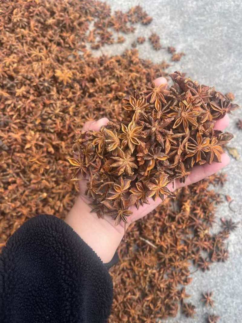 批发八角茴香大料过筛箱装足干水烫无硫***********