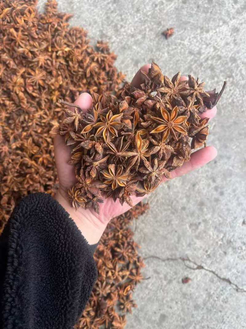 批发八角茴香大料过筛箱装足干水烫无硫***********