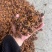 批发八角茴香大料过筛箱装足干水烫无硫***********