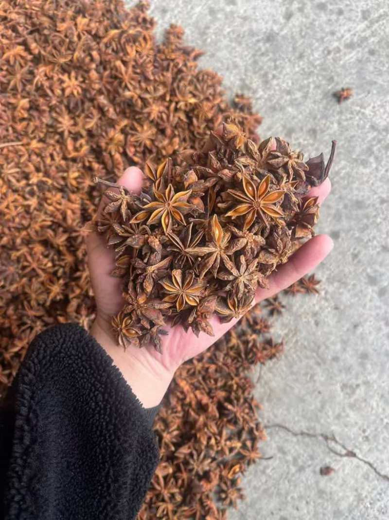 批发八角茴香大料过筛箱装足干水烫无硫***********