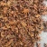 批发八角茴香大料过筛箱装足干水烫无硫***********