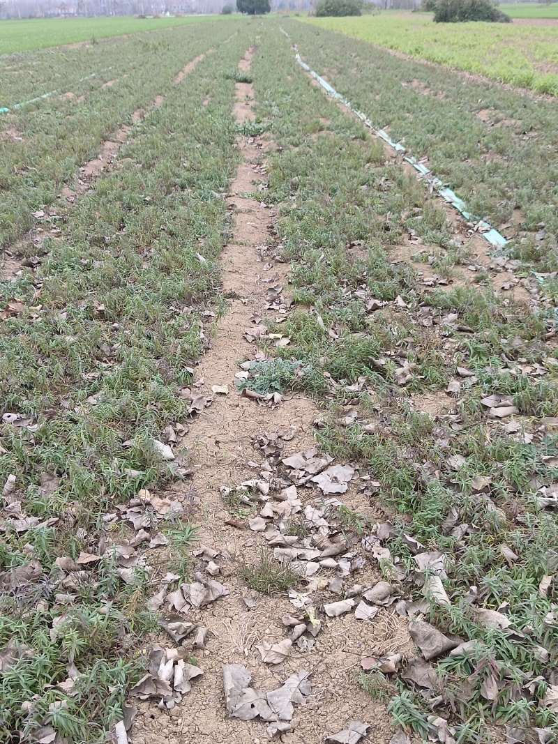 黄芩苗壮育的不稠