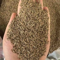 批发新疆孜然足干干净味道浓原包货***********