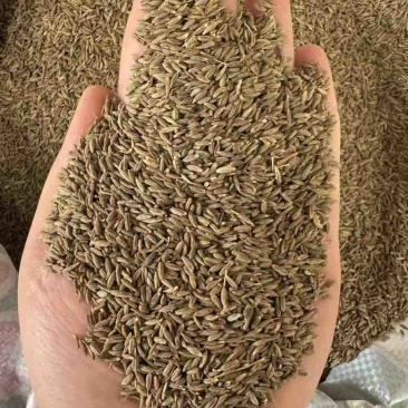 批发新疆孜然足干干净味道浓原包货***********