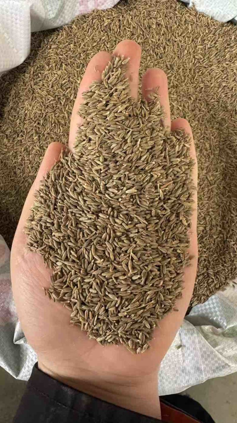 批发新疆孜然足干干净味道浓原包货***********