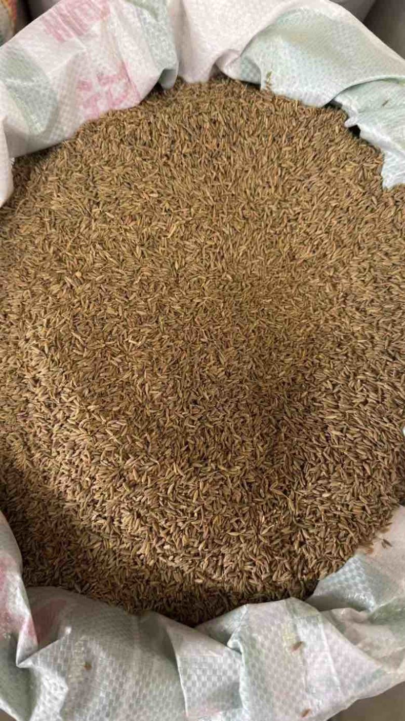 批发新疆孜然足干干净味道浓原包货***********