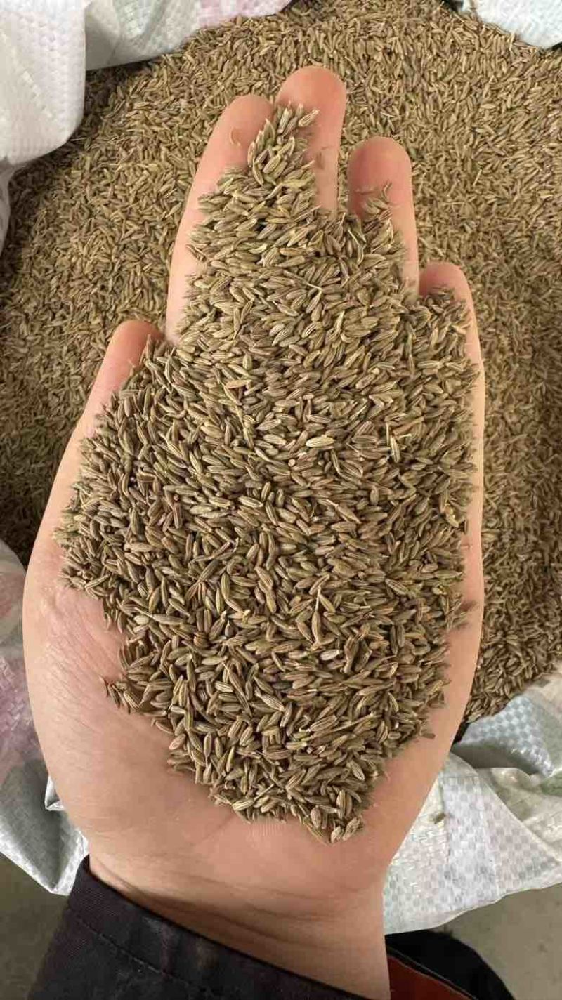 批发新疆孜然足干干净味道浓原包货***********